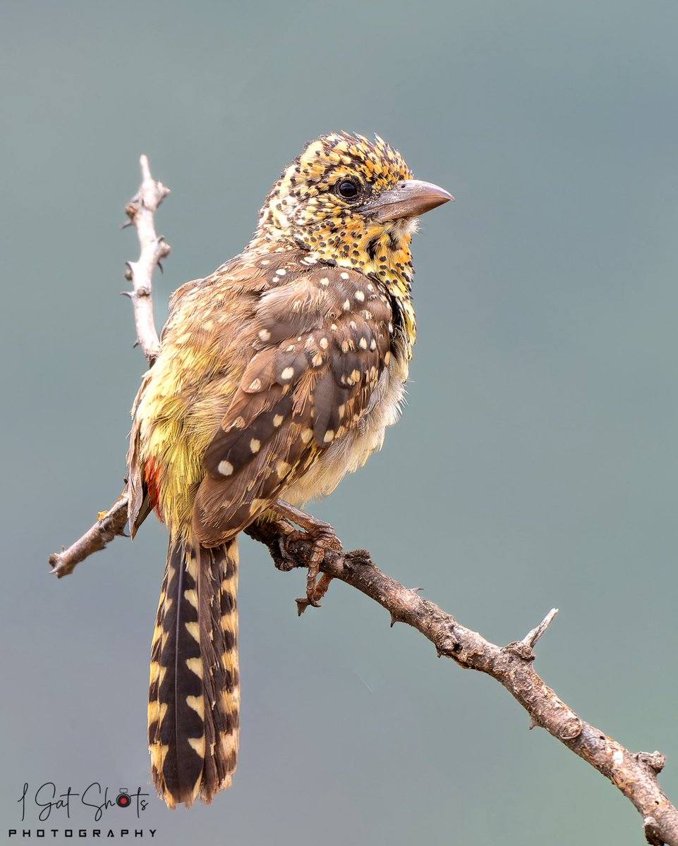 D’Arnaud’s Barbet spotted in 📍 West Pokot, Kenya 🇰🇪 📸 <a href="/Gateru/">I_Gat_Shots</a>