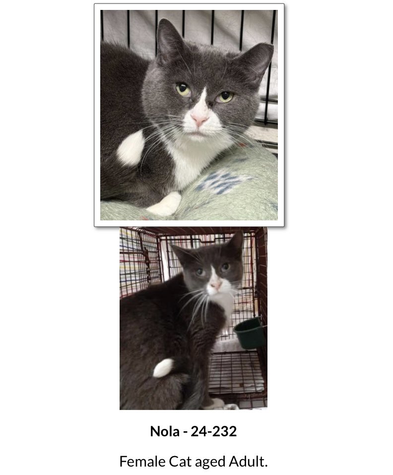 The Snoopervisor 2.0 /Moses (Wilma🌈) tweet media