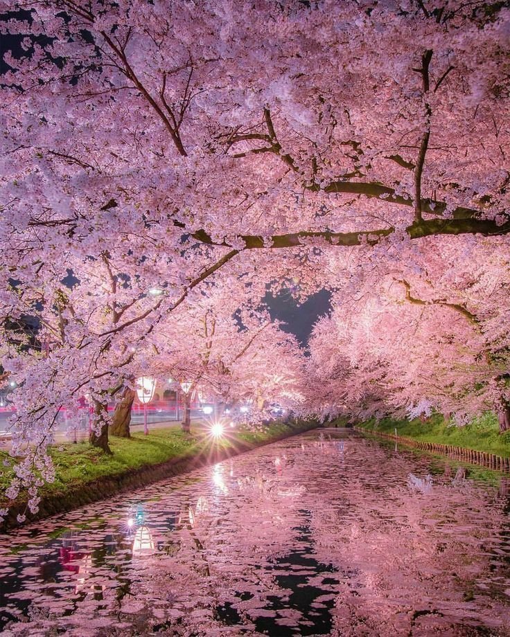 Natute123's tweet photo. Cherry blossom in Japan🇯🇵 https://t.co/6olNVeSXwh
