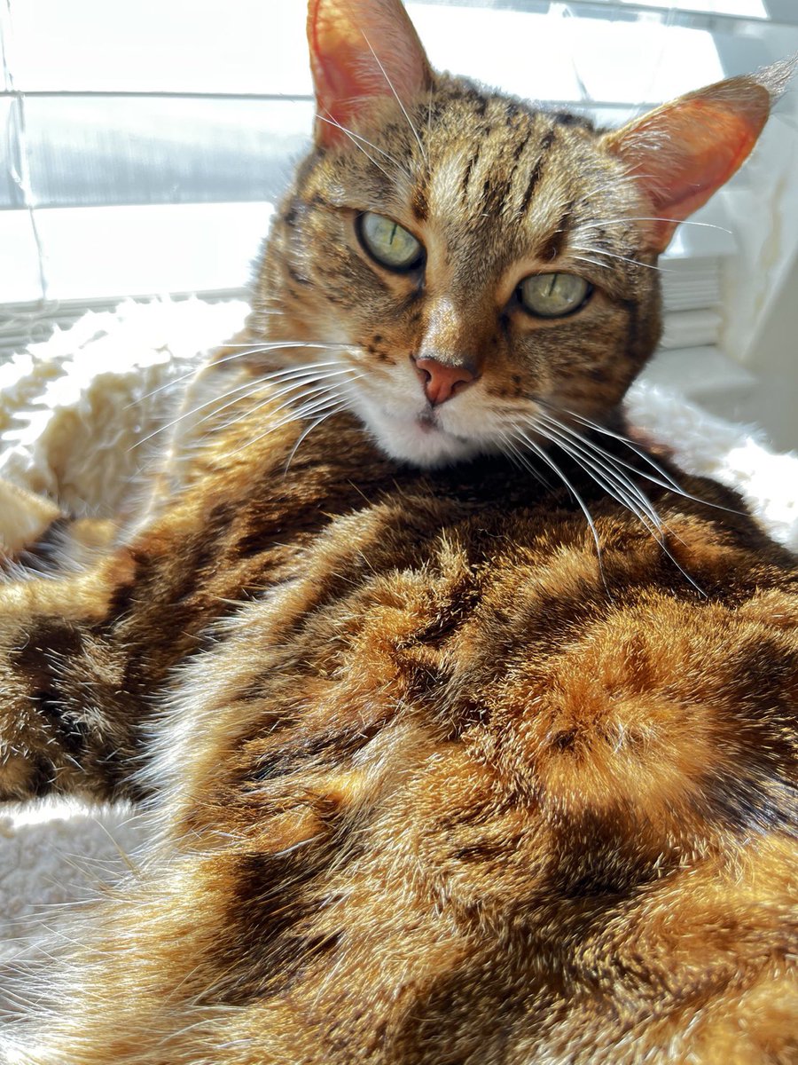 Susan Calman tweet media