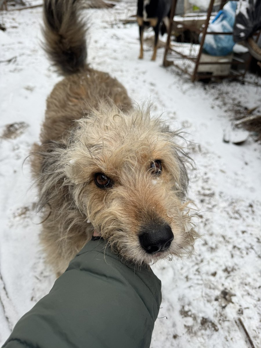 Ніка tweet media