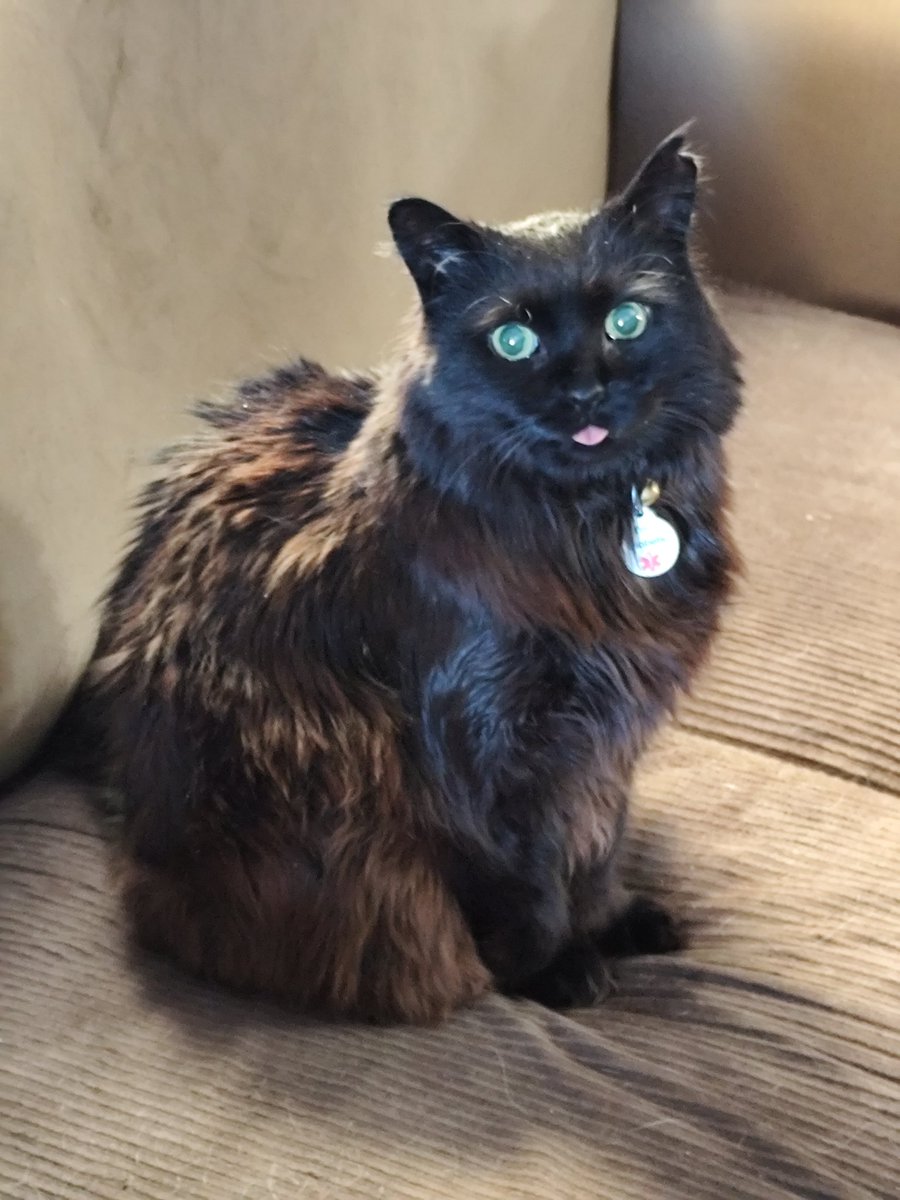 toki (⁠✯⁠ᴗ⁠✯⁠) tweet media