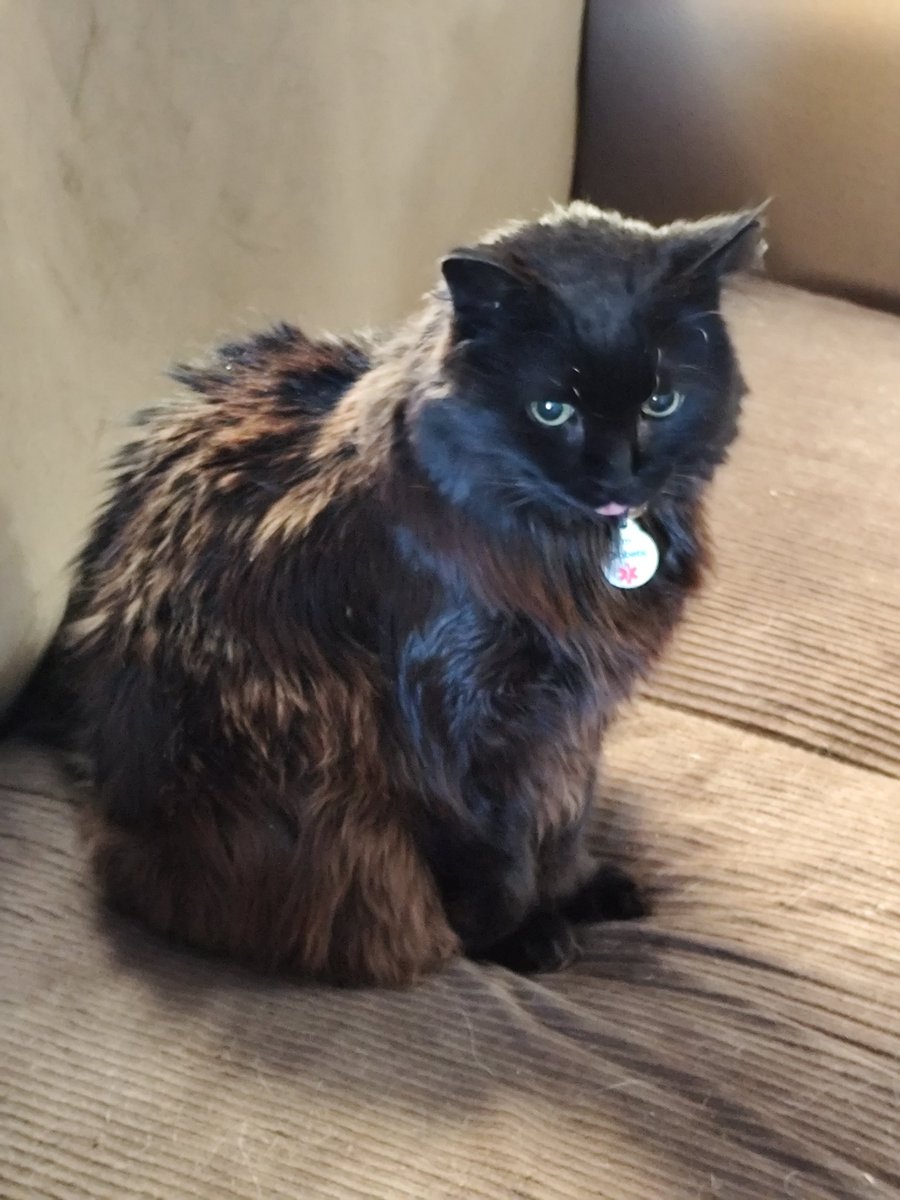 toki (⁠✯⁠ᴗ⁠✯⁠) tweet media