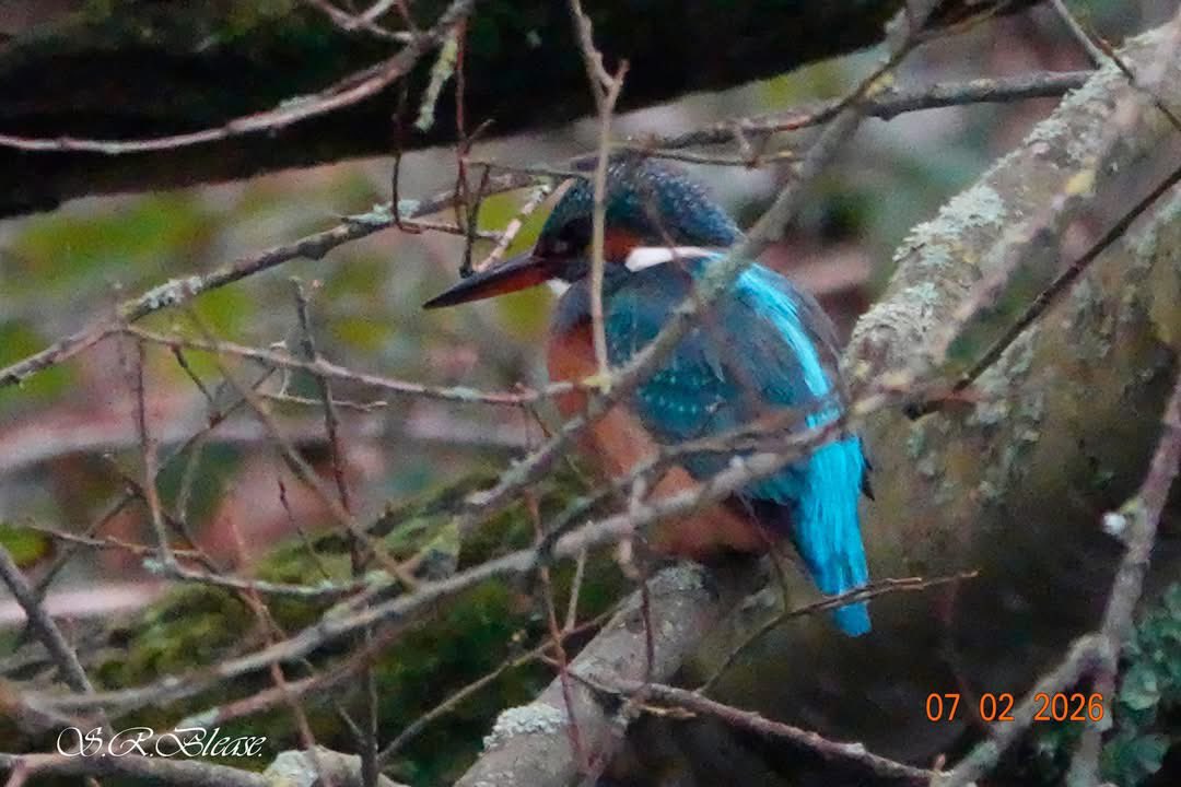 ACHUB PENRHOS / SAVE PENRHOS NATURE RESERVE 🍃💚🍃 tweet media