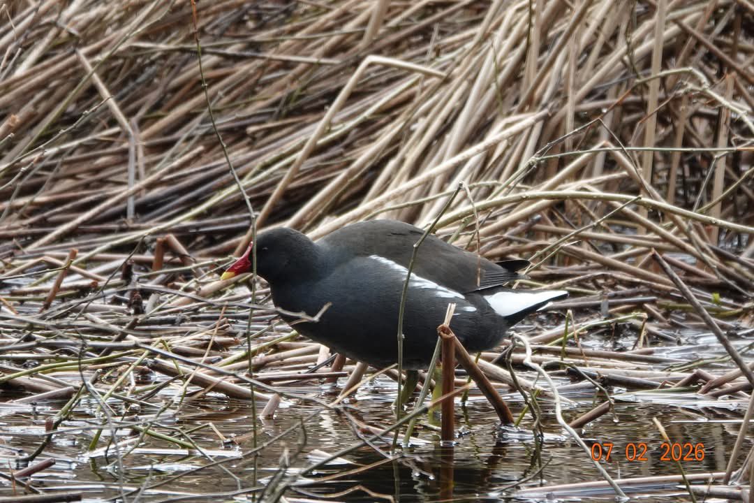 ACHUB PENRHOS / SAVE PENRHOS NATURE RESERVE 🍃💚🍃 tweet media
