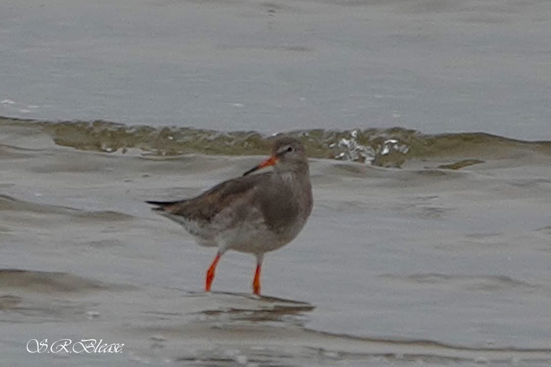 ACHUB PENRHOS / SAVE PENRHOS NATURE RESERVE 🍃💚🍃 tweet media