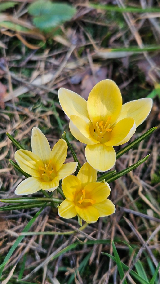 Trzy_czte_ry tweet media