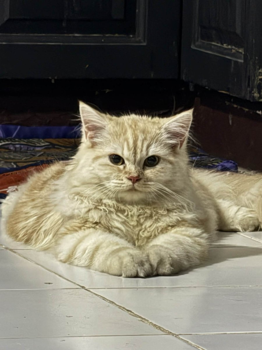 waffles 🧇 tweet media