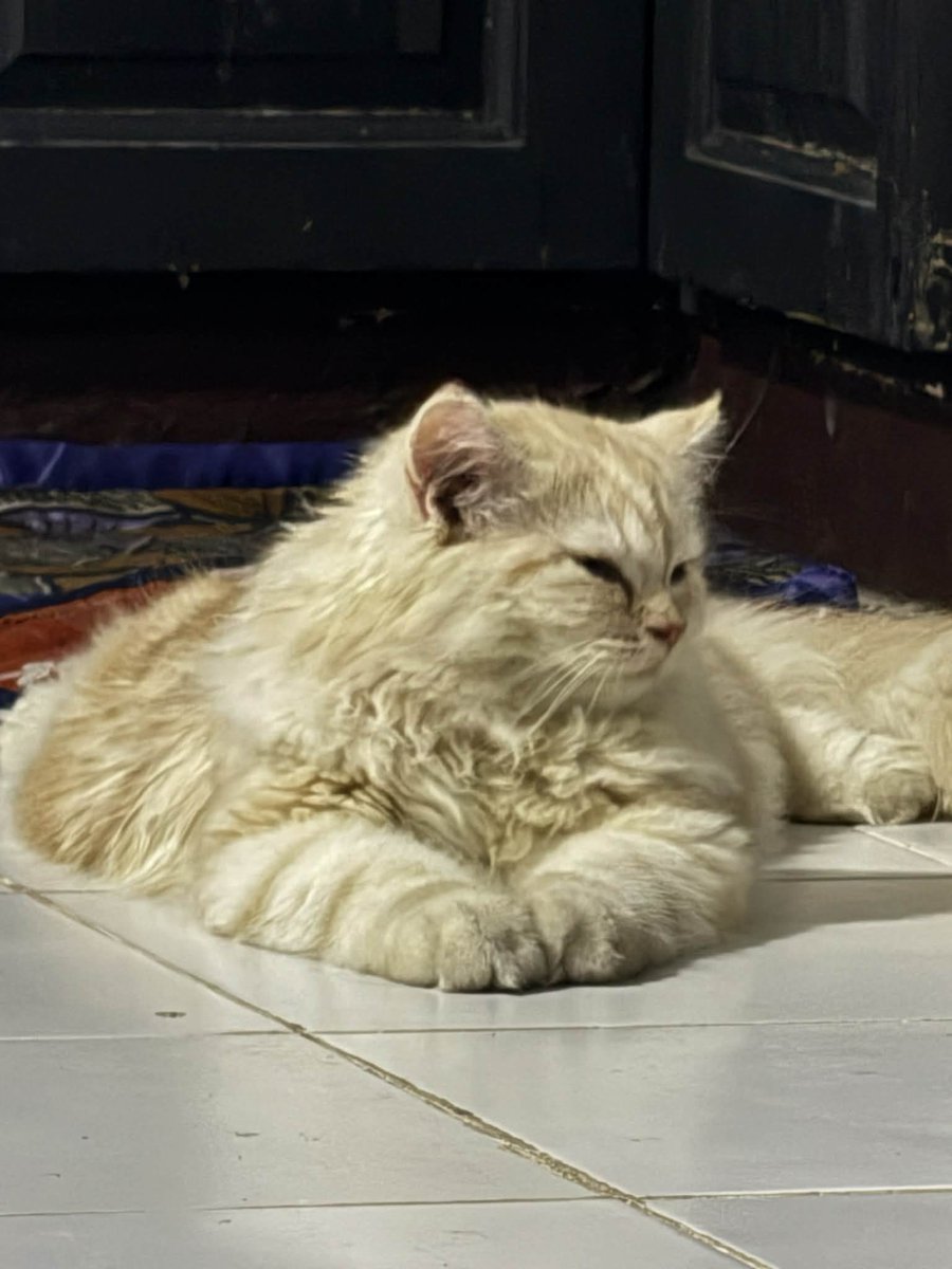 waffles 🧇 tweet media