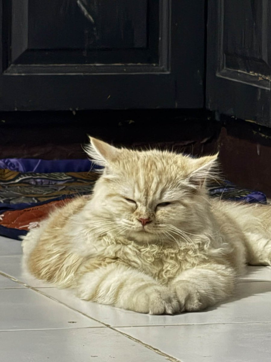 waffles 🧇 tweet media