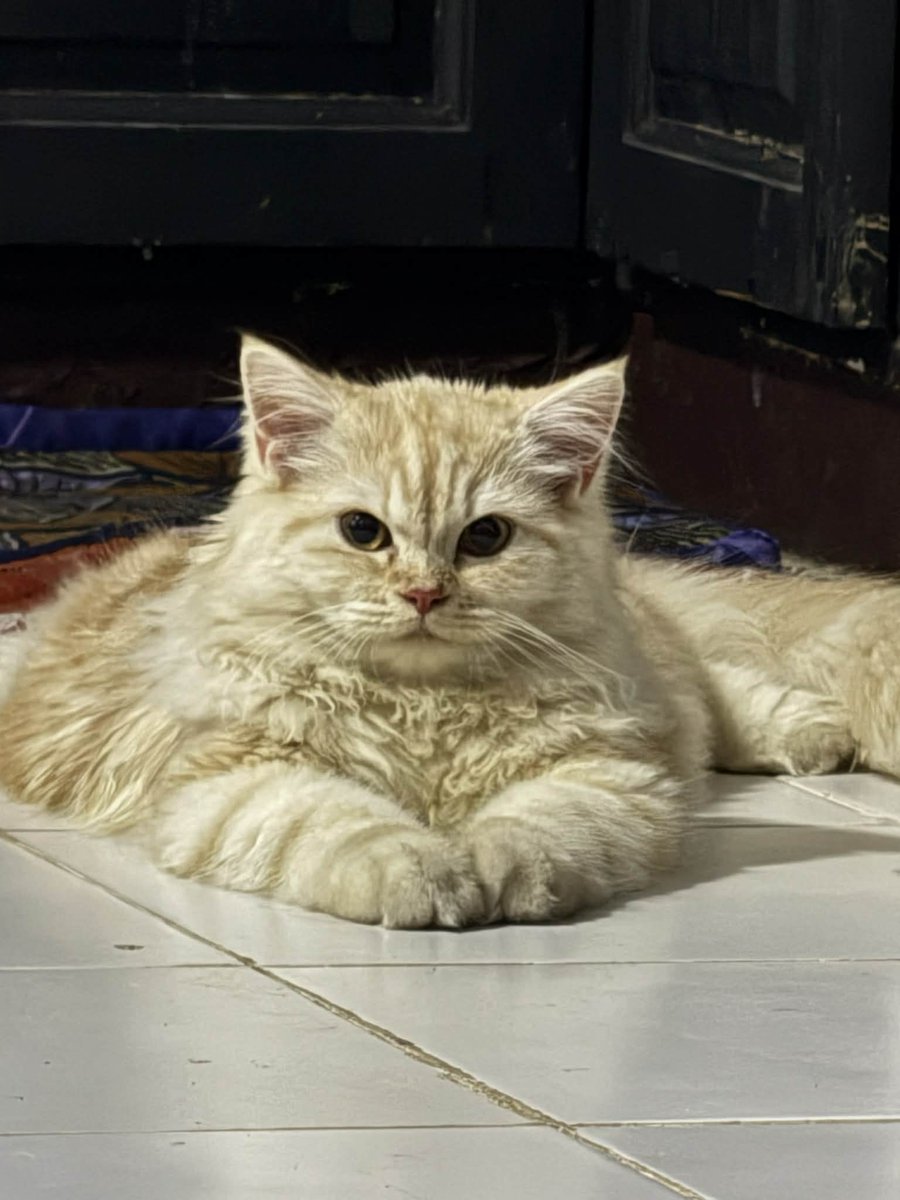 waffles 🧇 tweet media