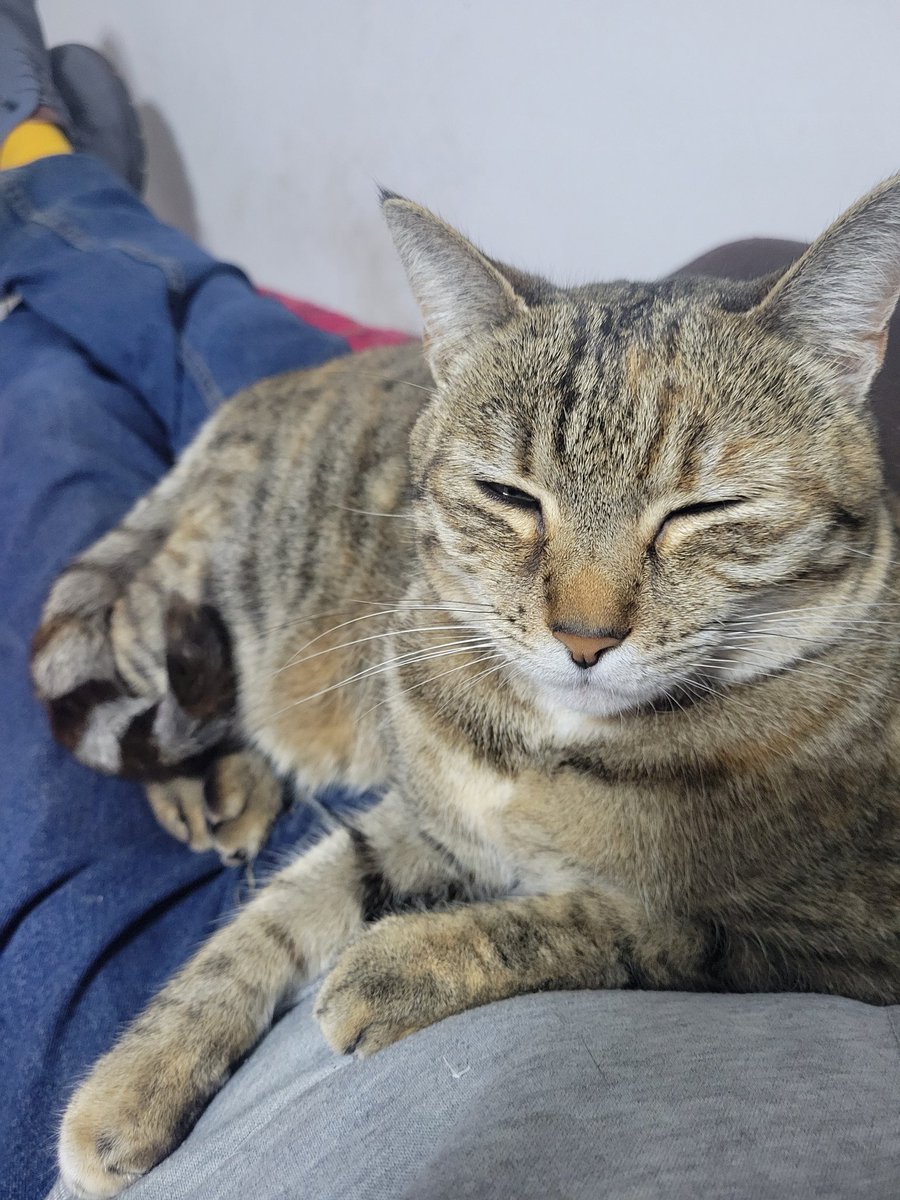 Susan Calman tweet media