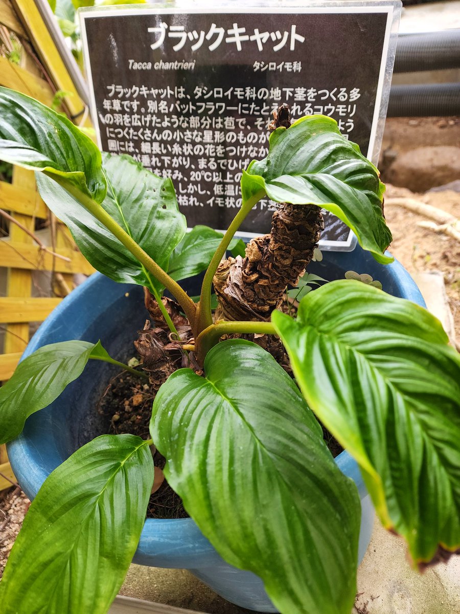 kёnchiki tweet media