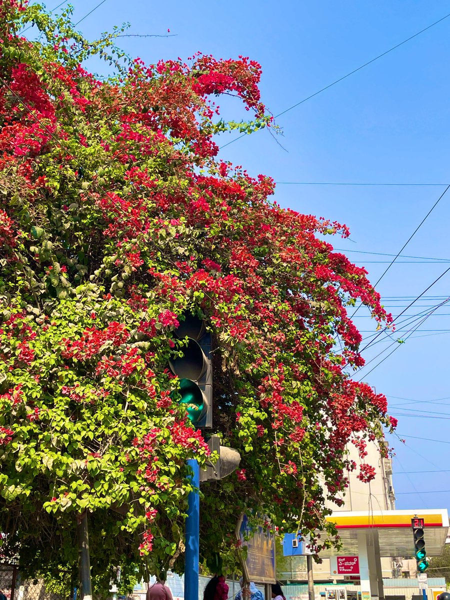 daftmonkee's tweet photo. signal shying away from the bengaluru afternoon sun :) https://t.co/1pXpsO8FDg