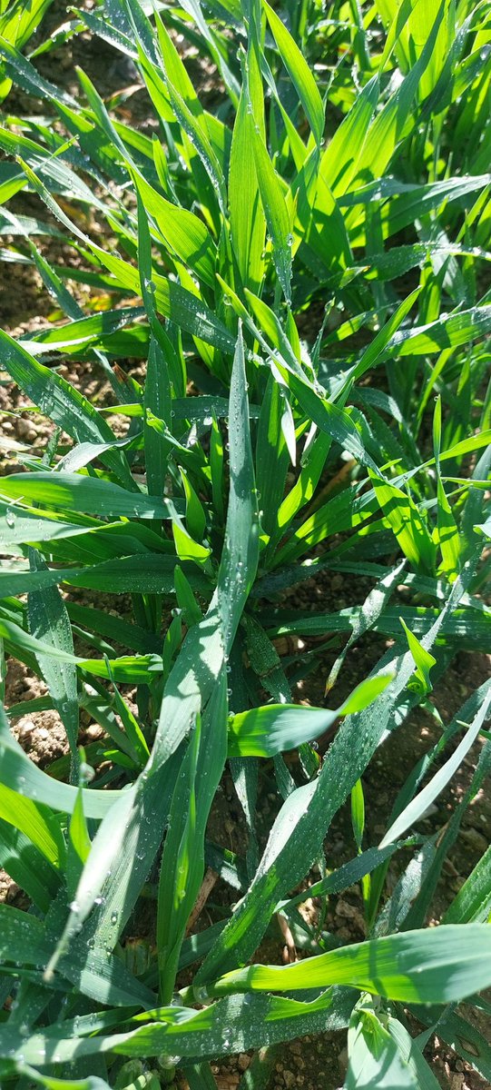 Choiselat Frédéric 🌻🍭🌿...🐝🐞 tweet media