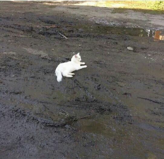 Два одинаковых фото скинул...