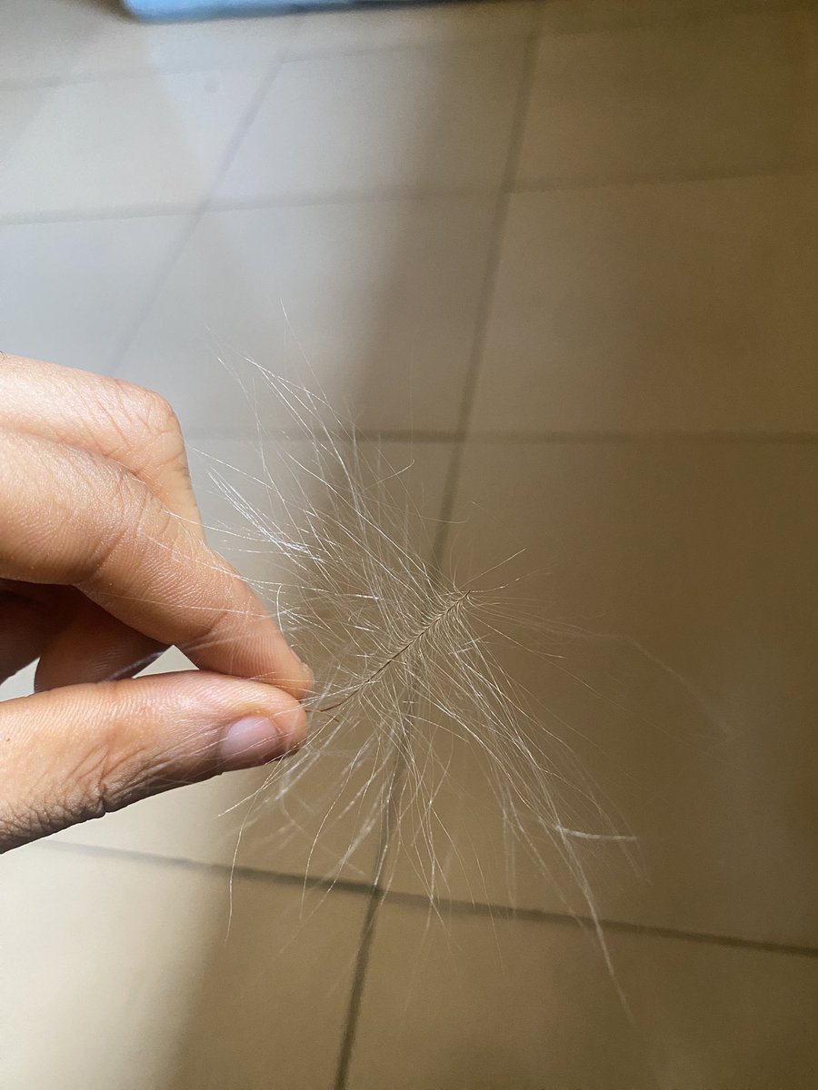 Ulysees002's tweet image. Abeg if you wake up seen this in your bed what dose it mean? 🤔🤦‍♂️
#timeline