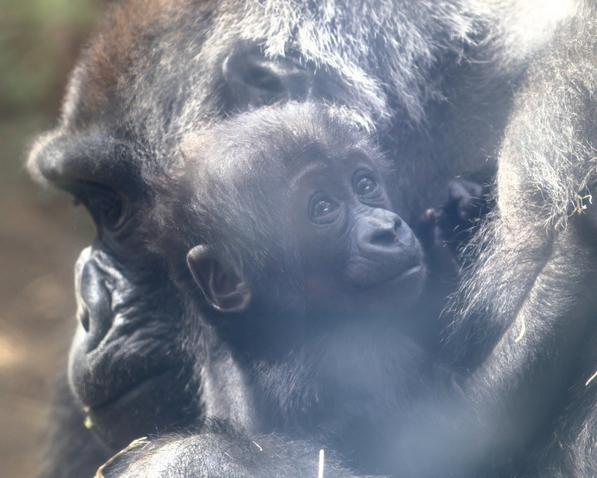 チャリ tweet media