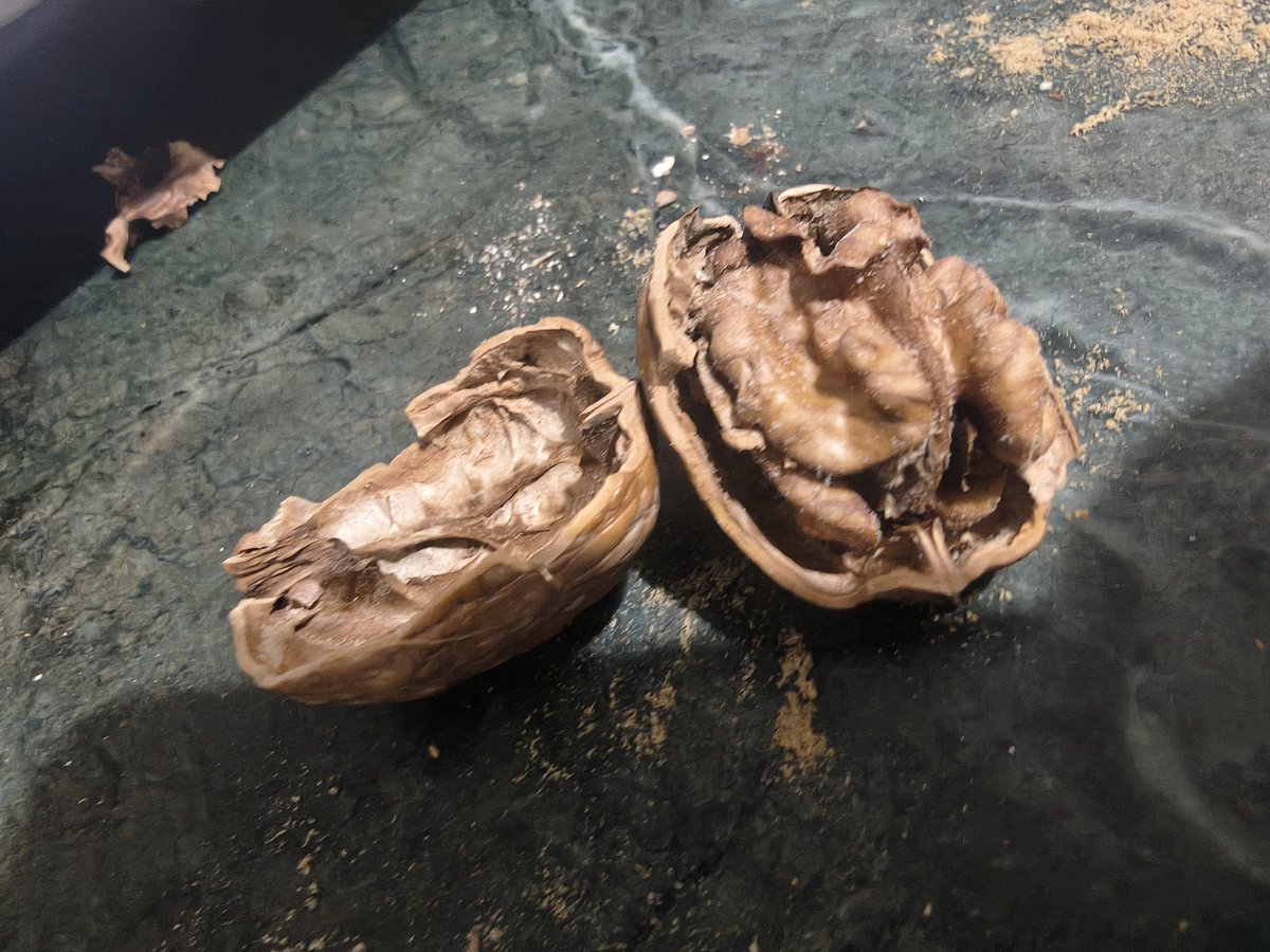 OmPSharma7's tweet photo. @bigbasket_com I didn’t expect such poor quality from BigBasket.Although I raised a complaint and the product was picked up and refunded, it is still surprising how a seller can deliver such a product.The walnut had insects (keera)inside,which is unacceptable for a reputed pltfrm https://t.co/JhHcSu75fH