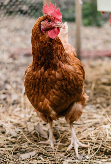 En Gran Bretaña fue condenado a 3 años de prisión por violar gallinas. Ni siquiera las gallinas están a salvo.