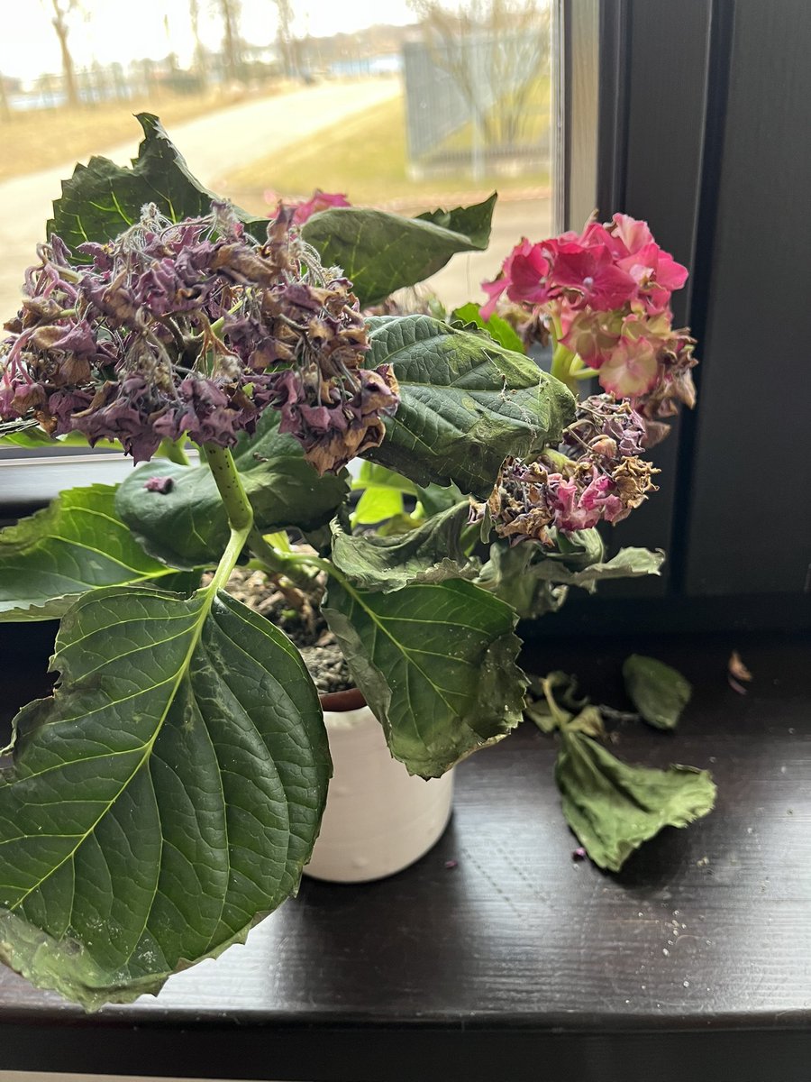 Maija KRASTIŅA 🇱🇻🇫🇷 tweet media