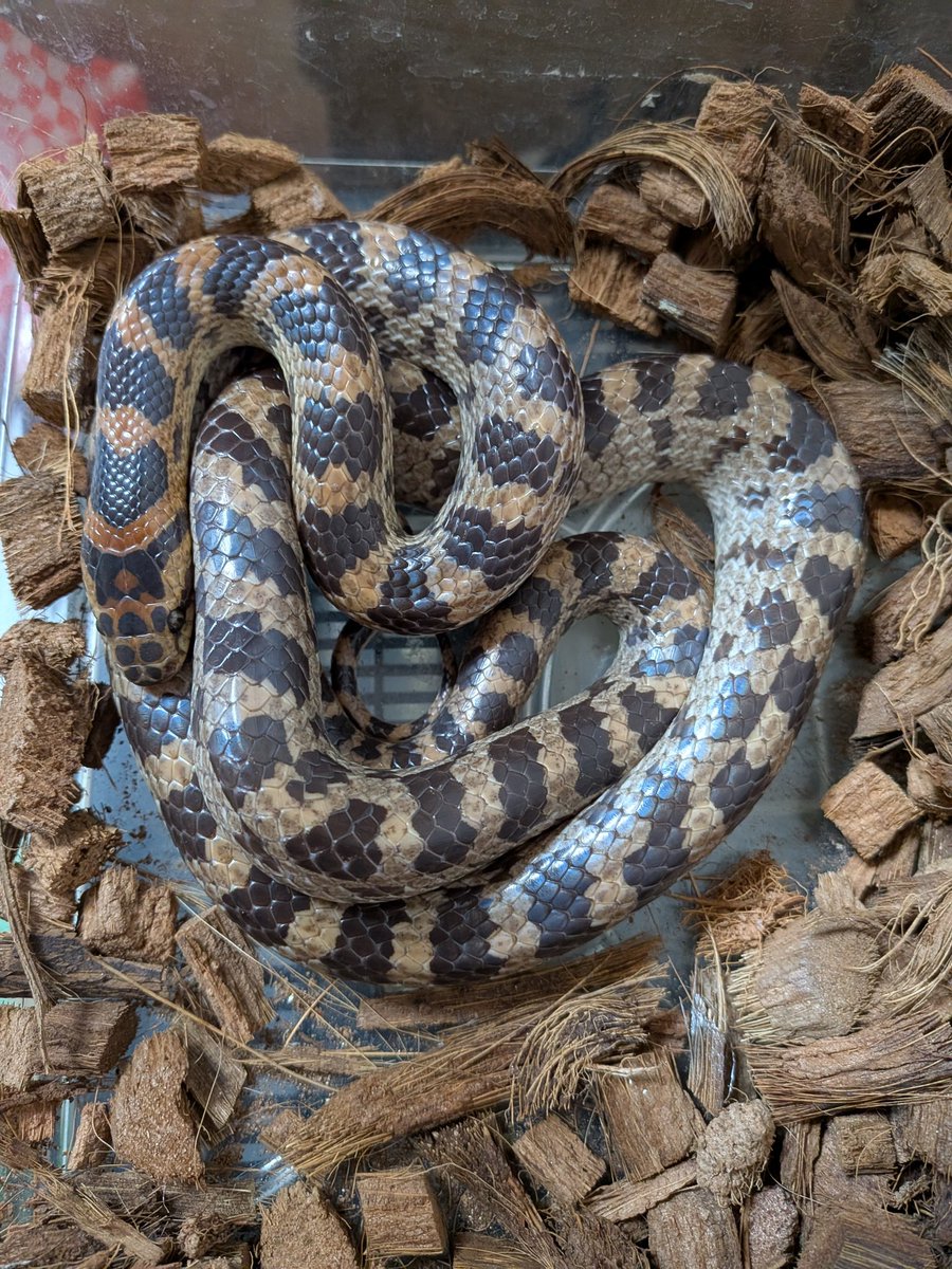 すてのなにがし tweet media