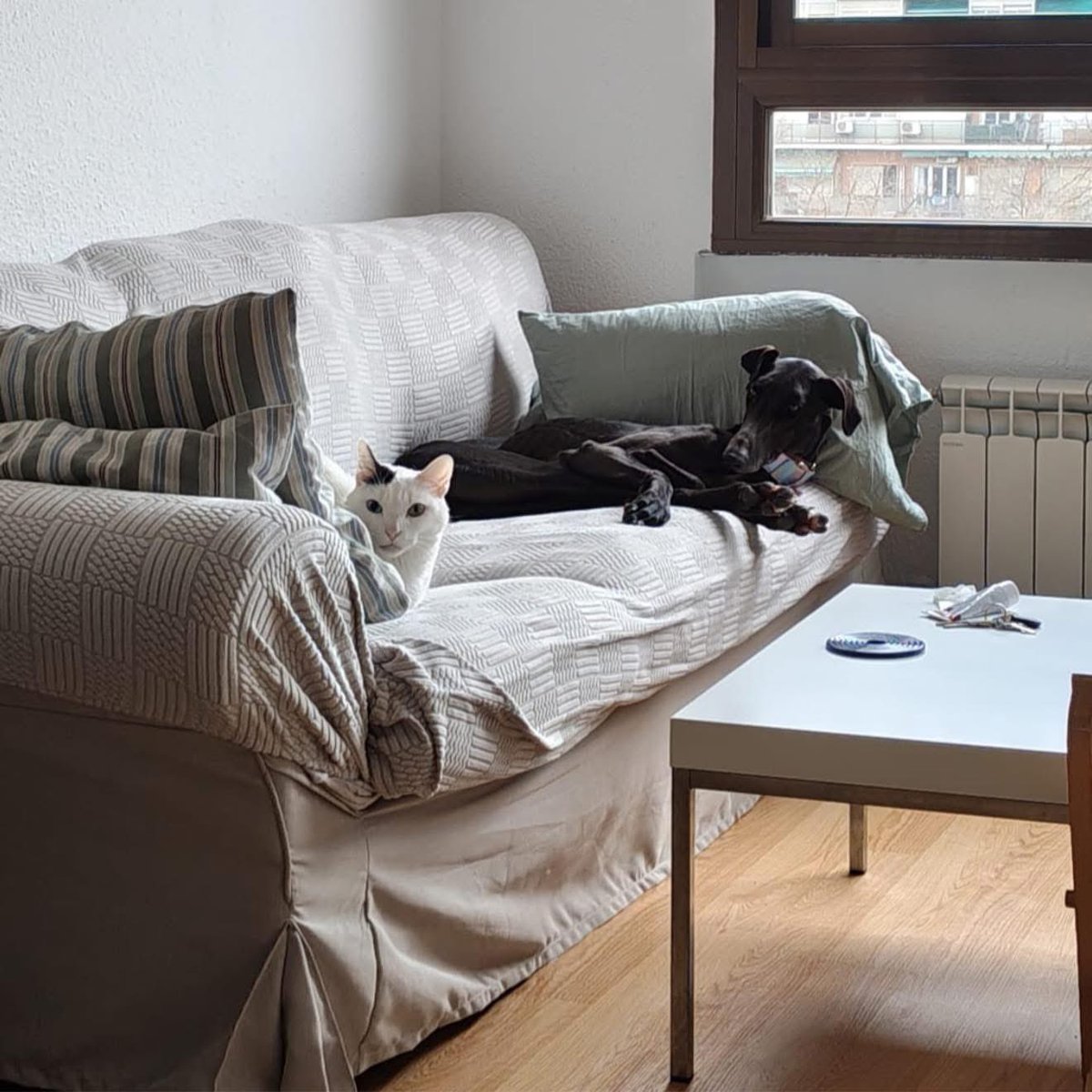 Galgos del Sol tweet media