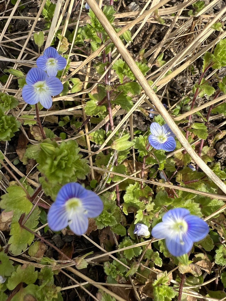 SJZ #RipEmber + Silver 🐶🐺🌈 tweet media