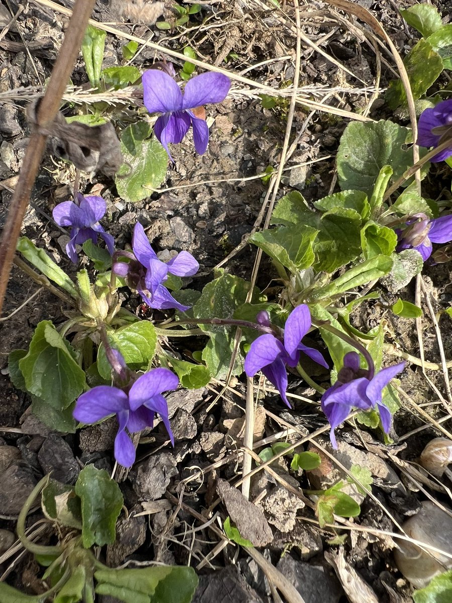 SJZ #RipEmber + Silver 🐶🐺🌈 tweet media