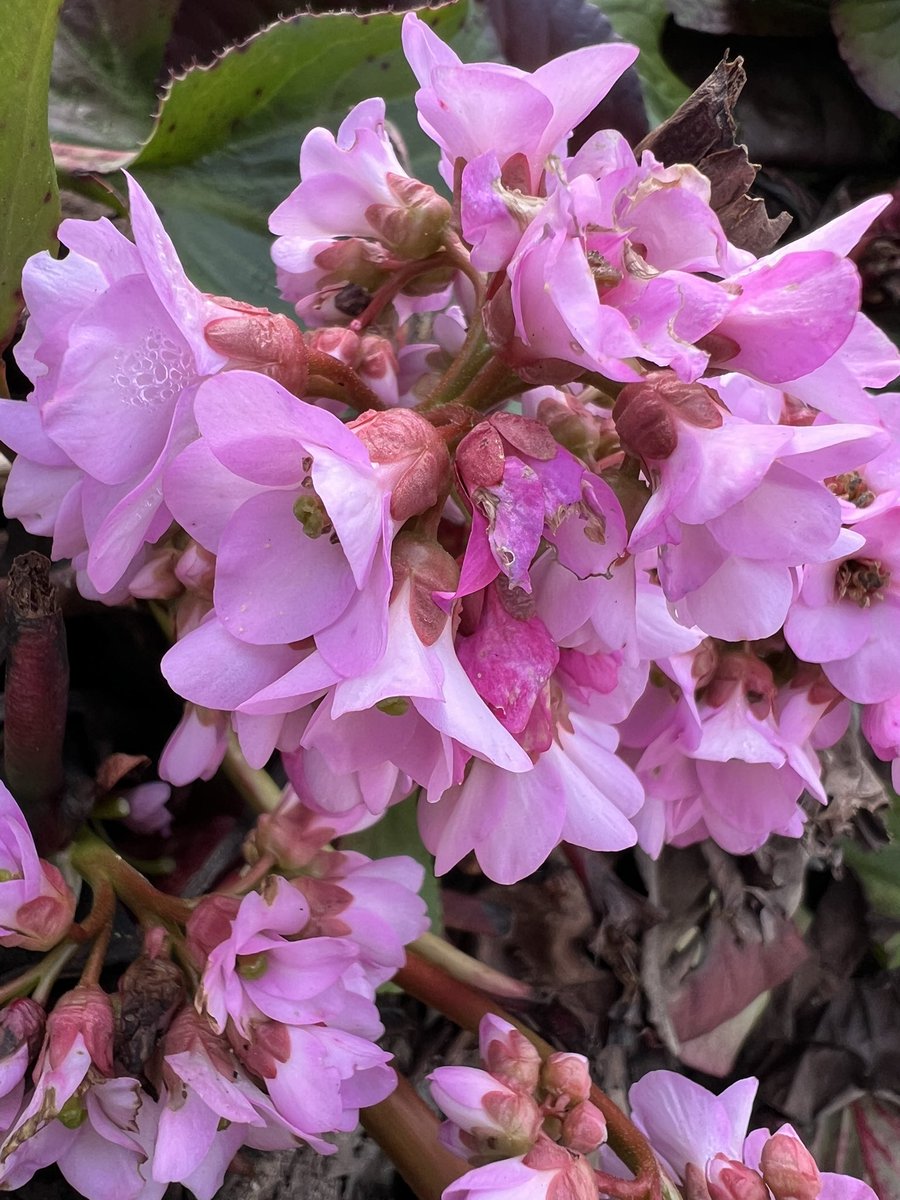 SJZ #RipEmber + Silver 🐶🐺🌈 tweet media