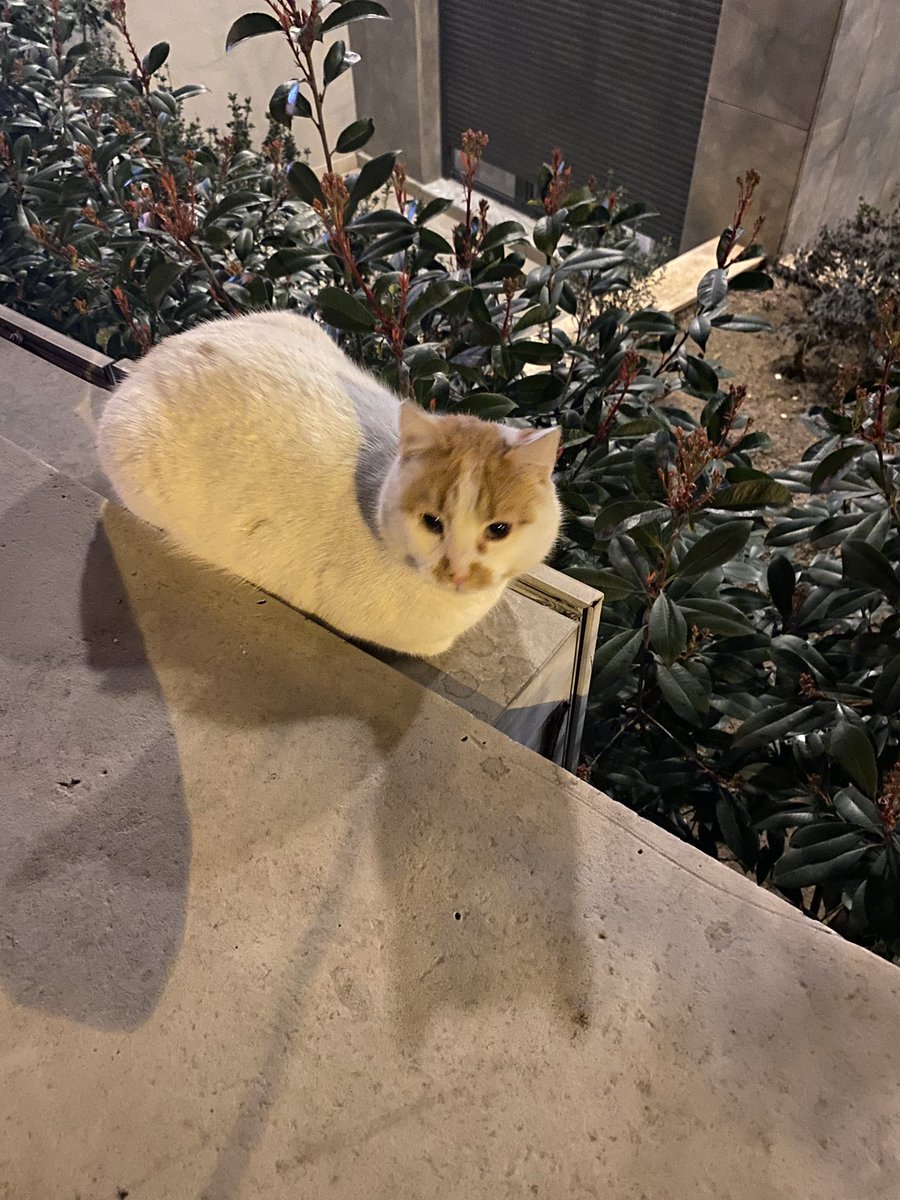 Figen Carilli tweet media