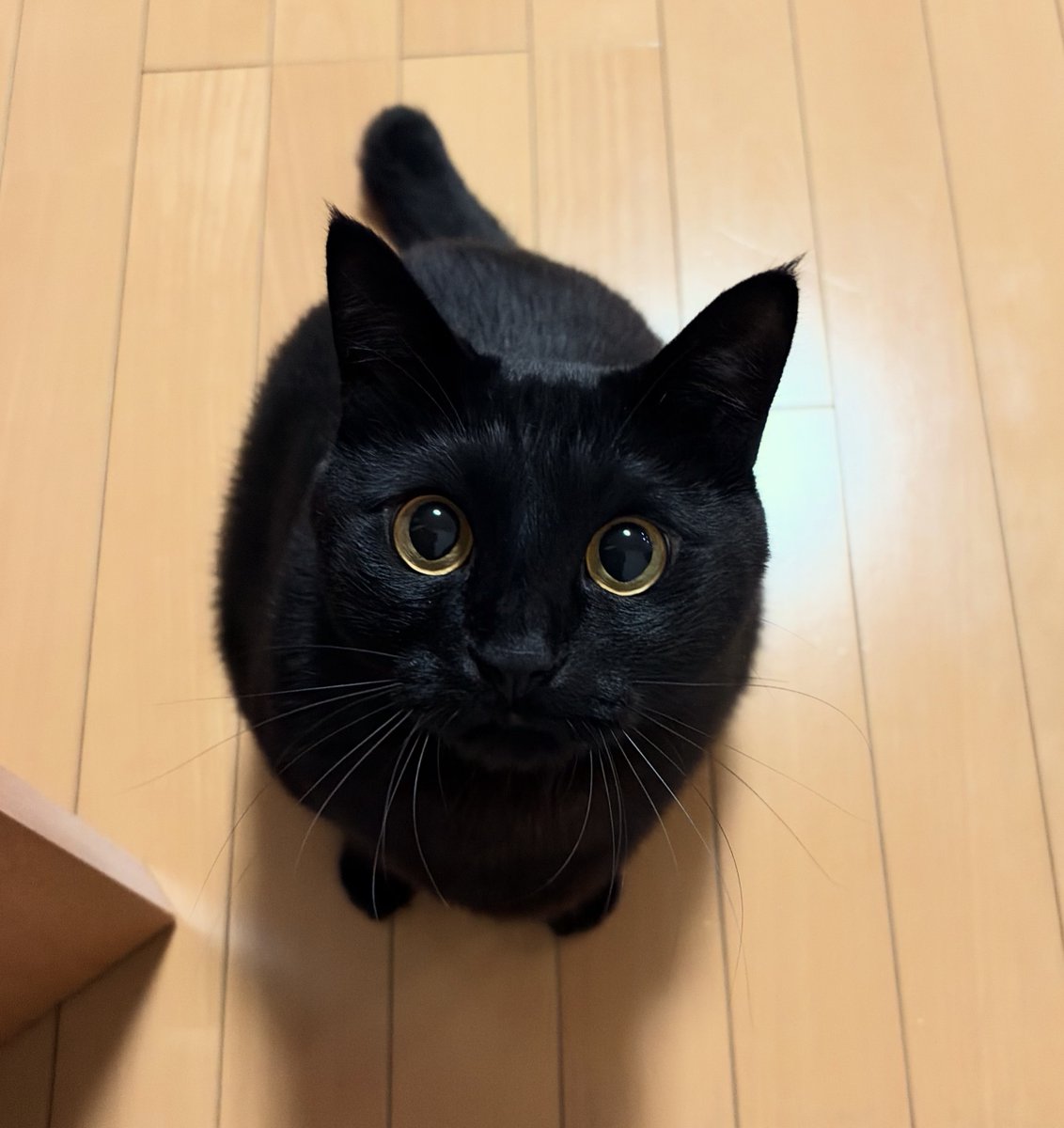 うに3才 tweet media