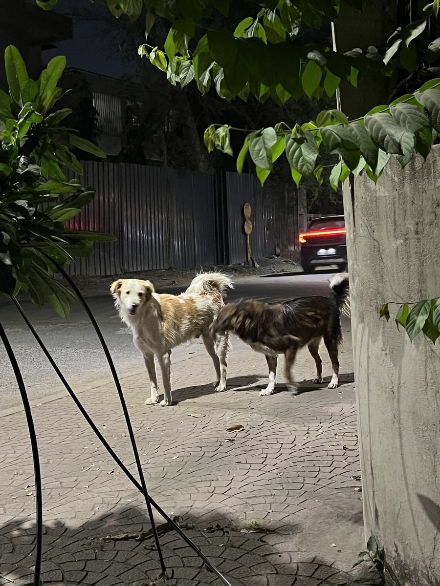 Dogitization tweet media