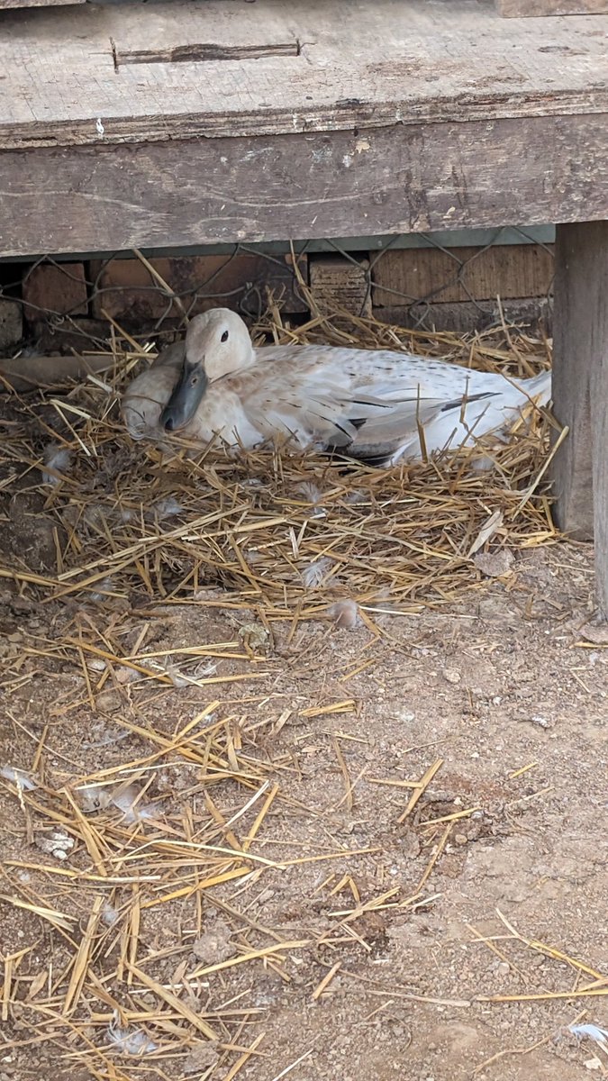 ReenieCarp's tweet photo. This is exciting. My duck has decided to nest. Farm babies expected early April 🦆❣️ https://t.co/Ojf9PlP8j0