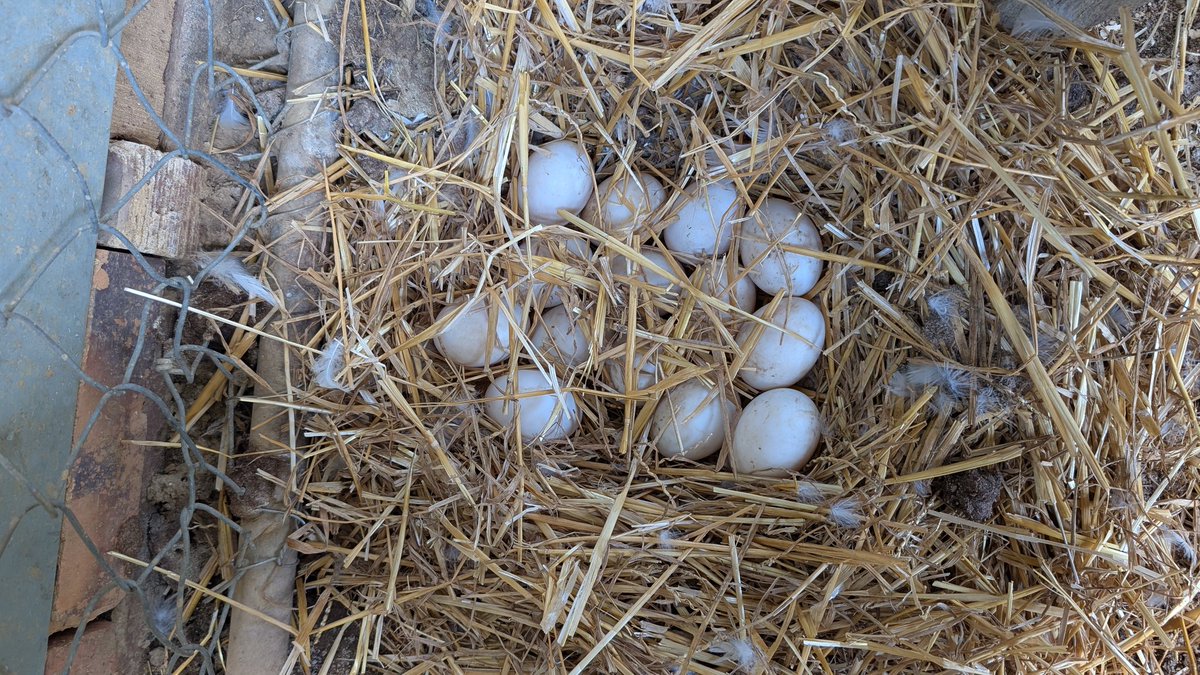 ReenieCarp's tweet photo. This is exciting. My duck has decided to nest. Farm babies expected early April 🦆❣️ https://t.co/Ojf9PlP8j0