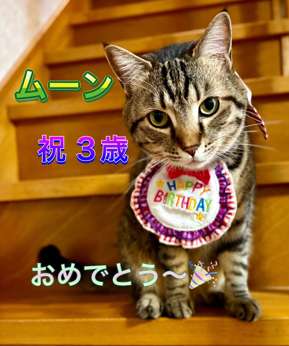 すみれ メルムーンこた&チャこうめママ tweet media