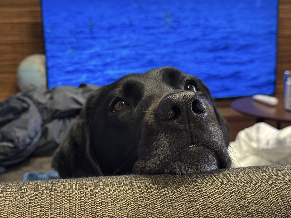 このあとでシャンプーされるなんて微塵も思ってない幸せ顔のボク。
#黒ラブ