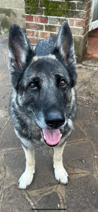 German Shepherd Rescue Elite ( GSRE ) tweet media