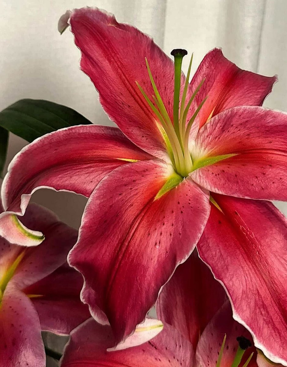 Bloomify tweet media