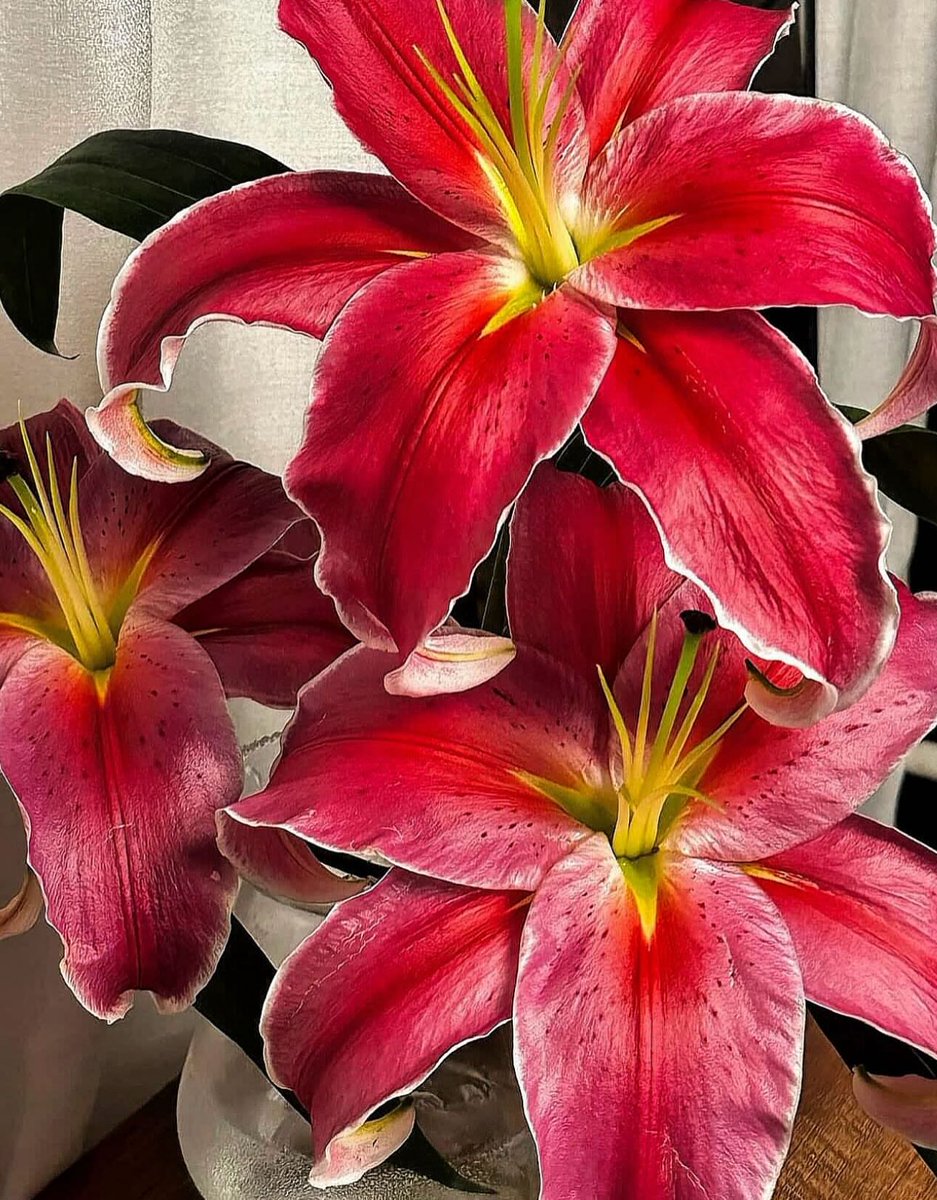 Bloomify tweet media