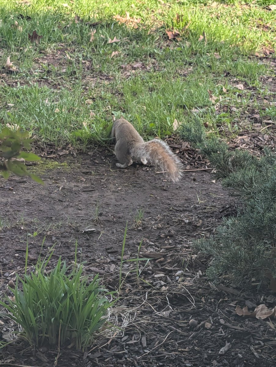 araylilly's tweet photo. Squirrel https://t.co/7tYJZTCx8G