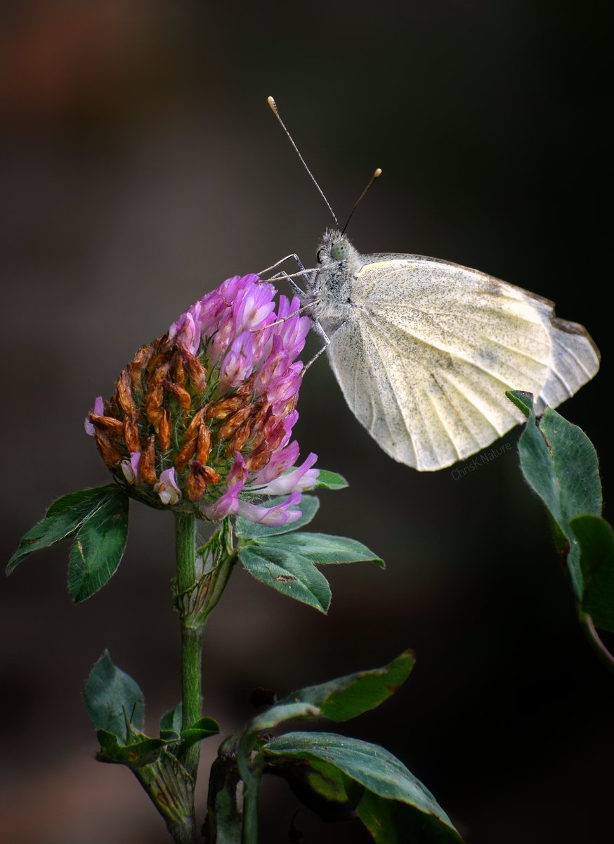 chrisk_nature's tweet image. White Butterfly on Clover
- from Summer '25

#ButterflyAffection #butterfly #insect #NatureBeautiful #wildlifephotography #wildlife #nature