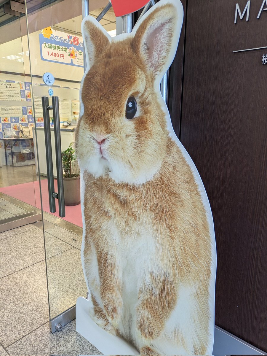 yodukiusagi's tweet photo. 今回初のうさフェス2026
何気に土日が中々休めずにいて、ずっと来れなかったうさフェスに初来場🐰
るな🐰様同伴しようか迷ったけど何時間も連れ歩かせるのが気がかりで今回はとりあえずお留守番してもらって、たくさん試供品貰えたのでお土産たくさんお持ち帰り〜♪気にいったチモシーあればいいな✨ https://t.co/C3X7mIx6Cr