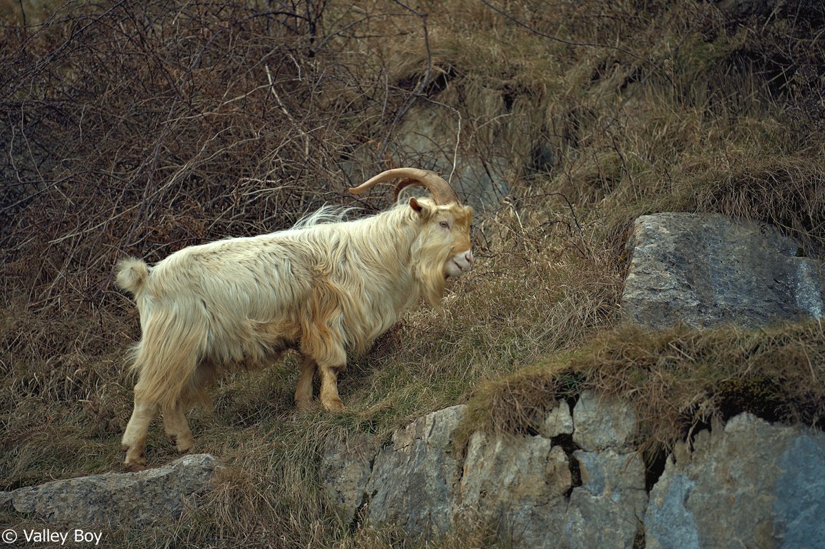 ValleyBoy tweet media