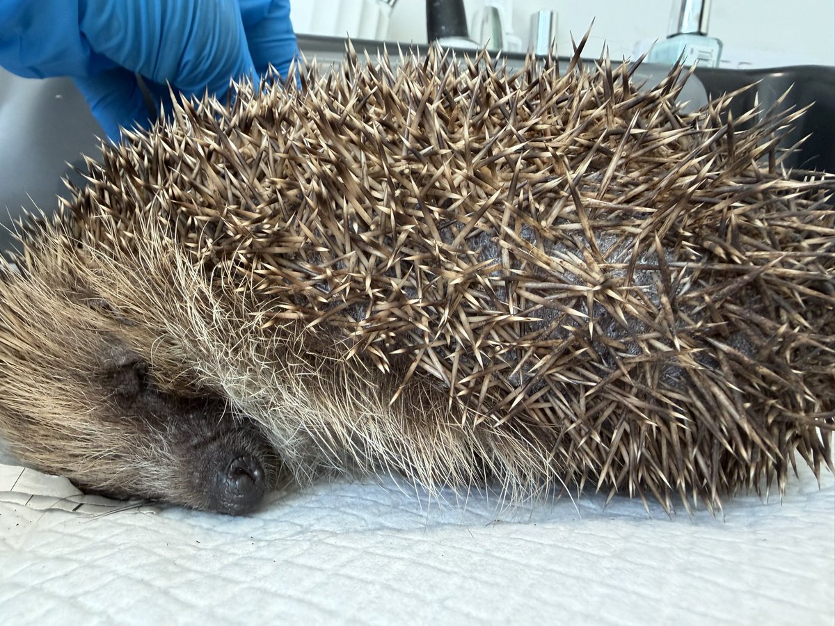 Prickle Lodge - Hedgehog Rescue tweet media