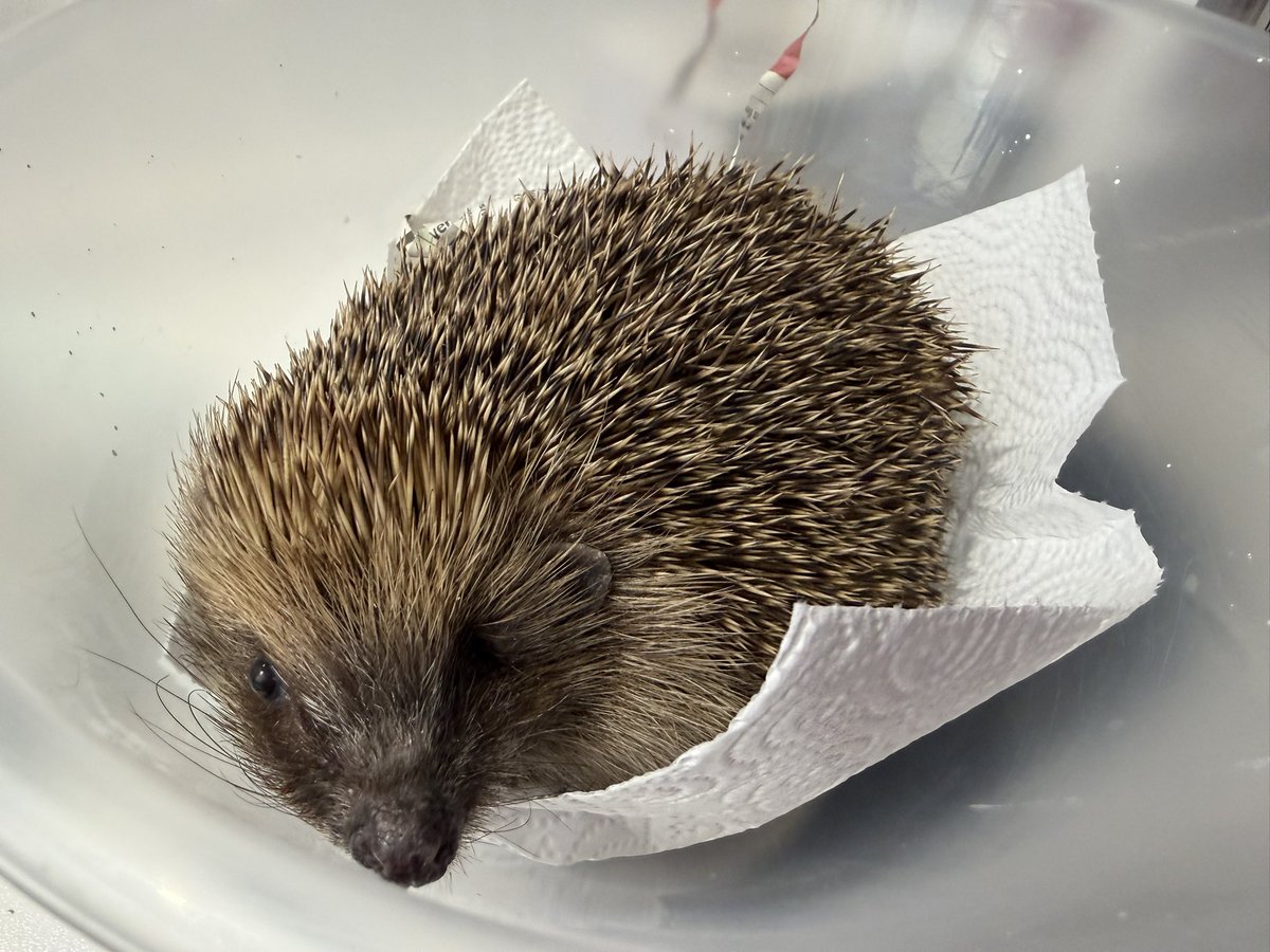 Prickle Lodge - Hedgehog Rescue tweet media