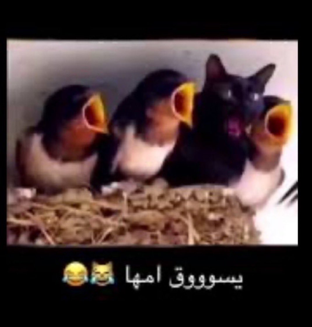 Abdullah tweet media