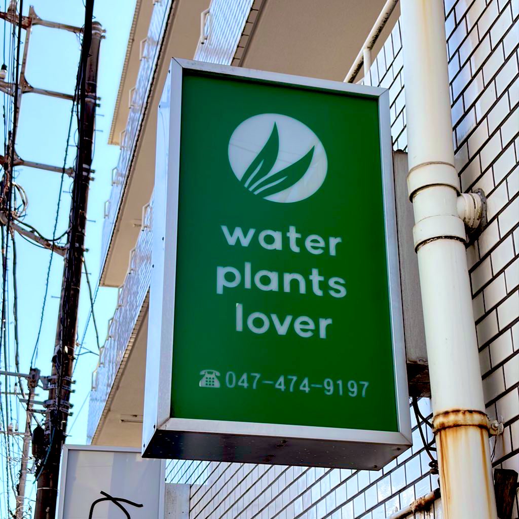WENT_JP's tweet photo. 千葉県に用事があったのでずっと行きたかった【water plants lover】さんに寄り道🚙💨
IAPLC水槽に追加植栽したい水草が出てしもた📝
#aquarium https://t.co/xI1SfiqNO9