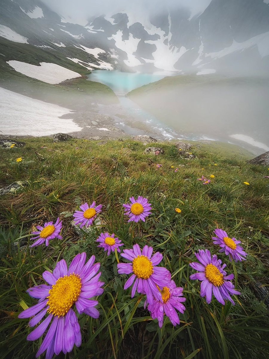 Purely Green tweet media