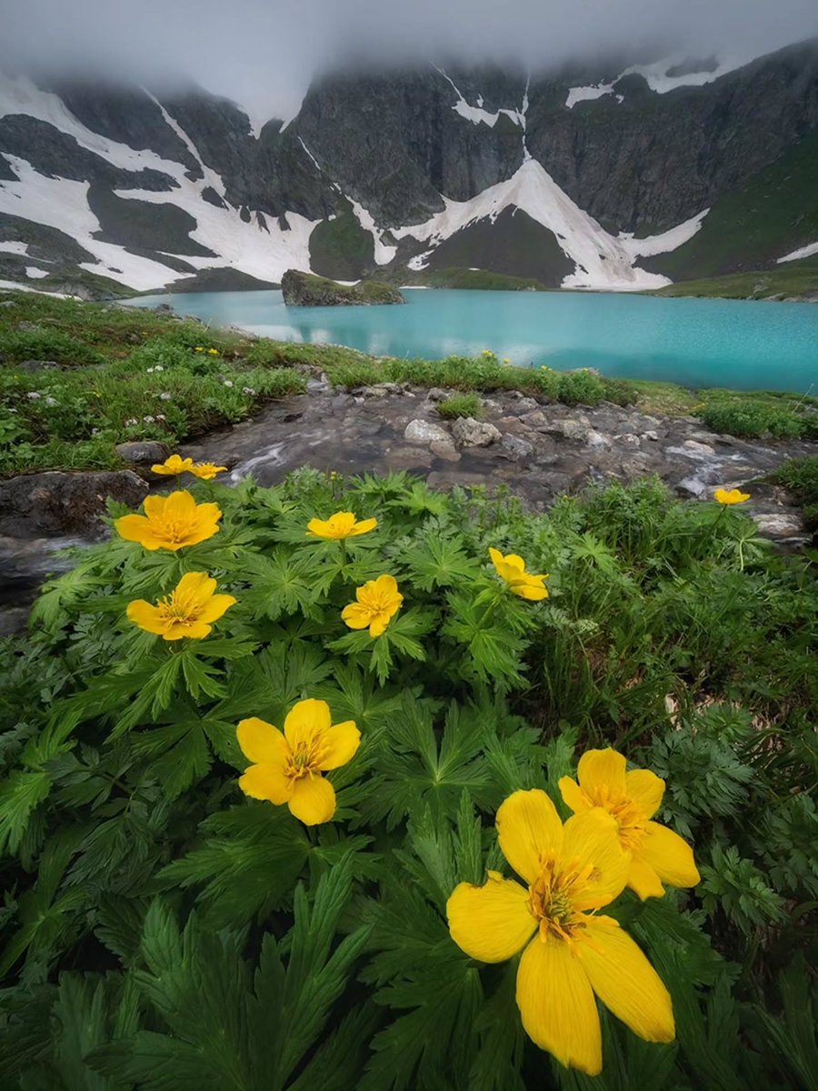 Purely Green tweet media